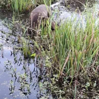 سگ پوینتر آلمانی|سگ|رودسر, |دیوار