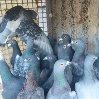 کفتر زیل و مگسی کبوتر