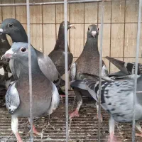 جوجه پلاکی|پرنده|تهران, آسمان|دیوار