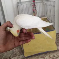 عروس هلندی