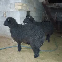 فروش بره نر