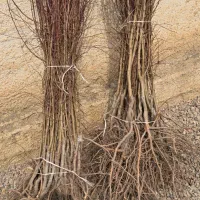 فروش نهال بادام آذرخوشه ای دو و سه ساله|خدمات باغبانی و درختکاری|سامان, |دیوار