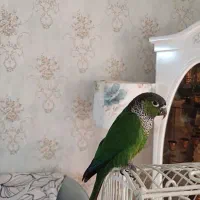 طوطی گرینچیک بلک کاپ ماده