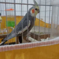 عروس هلندی بالغ|پرنده|پیر بکران, |دیوار