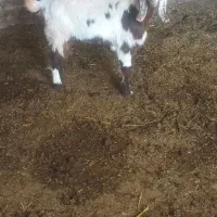 میش بز بزغاله|حیوانات مزرعه|تربت‌حیدریه, کوی شهید احمدزاده ملکی|دیوار