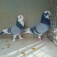 کفتر|پرنده|تهران, آهنگران (سراسیاب دولاب)|دیوار