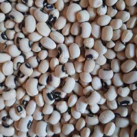 لوبیا چیتی و چشم بلبلی  و عدس|خوردنی و آشامیدنی|خوی, |دیوار