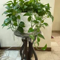 قلمه گل پتوس