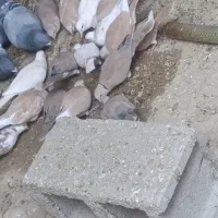 کپوت.مولد سوران