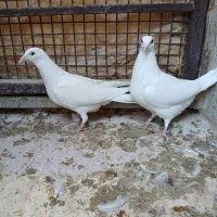 کفتر پلاکی و طوق سبز وسینه سرخ|پرنده|شیراز, سعدیه جنوبی|دیوار