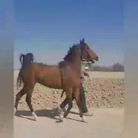 خریدار اسب مادیان پالونی