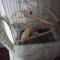 عروس هلندی نرو ماده