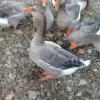 غاز محلی یک ساله