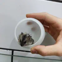 بچه همستر|موش و خرگوش|ساوه, |دیوار