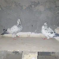 کبوتر پلاکی|پرنده|اصفهان, شفق|دیوار