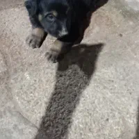 توله ژرمن فیس