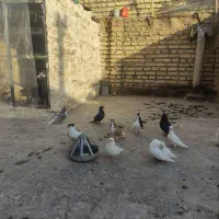 11 تا کفتر بوم قلدر|پرنده|مشهد, بهمن|دیوار