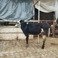 گوساله ماده مونت بیلیارد پنج ماهه.