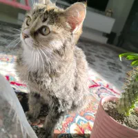 گربه کوچولو ناز مهربون و دستی نژاد dsh