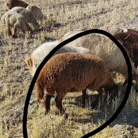 بره ماده|حیوانات مزرعه|مشگین شهر, |دیوار