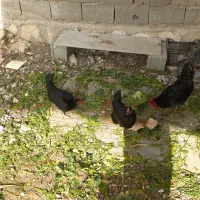 مرغ و خروس محلی