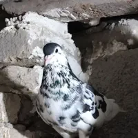 کبوتر.ساده خال افشان