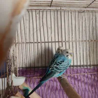 جفت پرنده مرغ عشق نروماده آبی