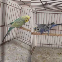 فروش دو عدد مرغ عشق