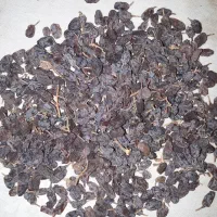 کشمش آفتابی|خوردنی و آشامیدنی|تهران, راه آهن|دیوار