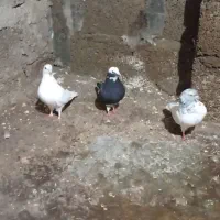 کبوتر یاکفتر|پرنده|رشت, منظریه|دیوار