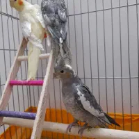 عروس هلندی