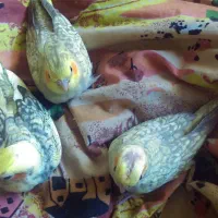 جوجه عروس هلندی|پرنده|مشهد, محمدآباد|دیوار
