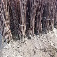 نهال درخت گیلاس تکدانه اشنویه و مشهد