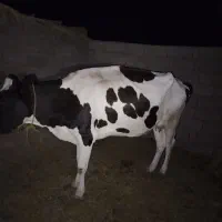 گاو