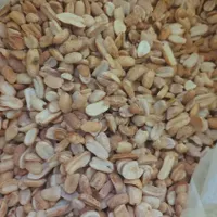 بادام زمینی کره گیری تولید روز|خوردنی و آشامیدنی|مشهد, کارمندان دوم|دیوار