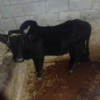 گوساله نربرای قربانی