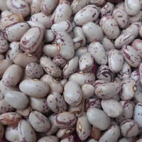 لوبیا چیتی و چشم بلبلی  و عدس|خوردنی و آشامیدنی|خوی, |دیوار