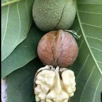 صنوبر و تمامی نهال های میـوه دار|خدمات باغبانی و درختکاری|ماسال, |دیوار