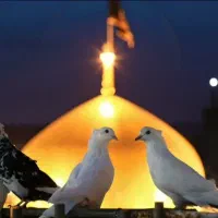 تور مشهد الرضا