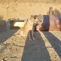 سگ سرابی