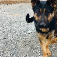 ژرمن ماده|سگ|فردیس, فرامرزیه|دیوار