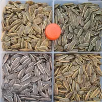 ویزیتور (بازاریاب) کاتالوگ دوم فعال