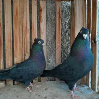 زاغ چشونوک سفید|پرنده|اصفهان, شیخ طوسی|دیوار