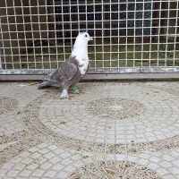 کلاغ کربلایی پرشی سفید آلمانی|پرنده|قوچان, |دیوار