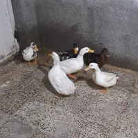 اوردک