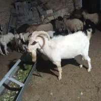 چپش اصل سانان|حیوانات مزرعه|اردکان, |دیوار