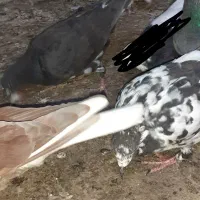 مجسمه کبوتر