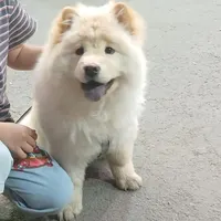 سگ چاو چاو
