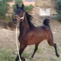 کره ماده ۴ ساله