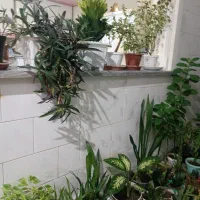 گل طبیعی|گل و گیاه طبیعی|کرمانشاه, |دیوار